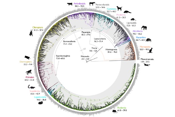 Study offers new insights into the timeline of mammal evolution